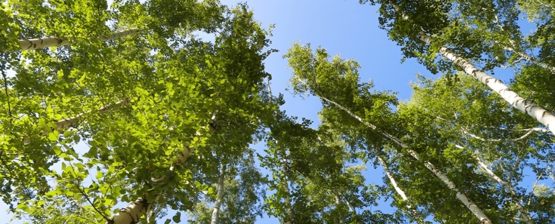 picture of a forest in the United States