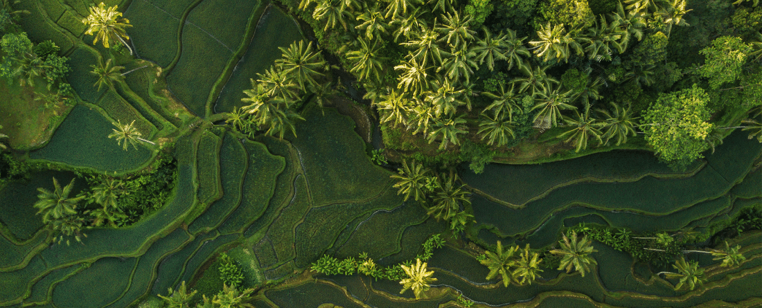 A birds-eye-view of green fields with palm trees.