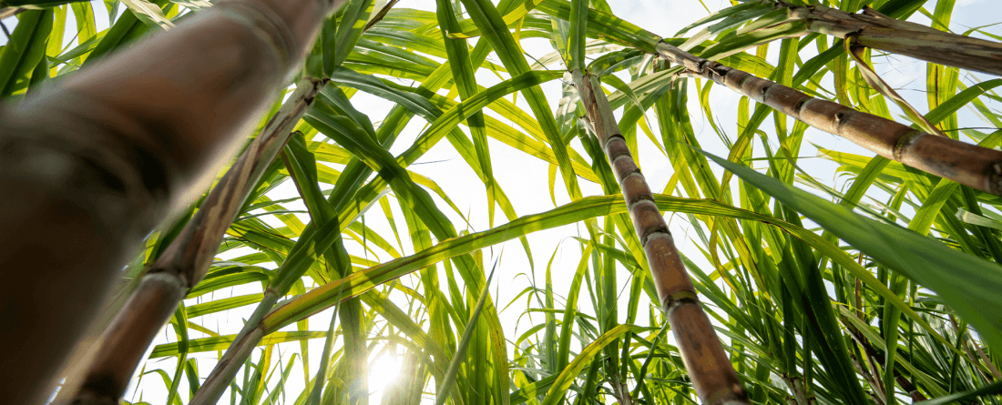 A view looking up from the ground at a plot of sugarcane plants.